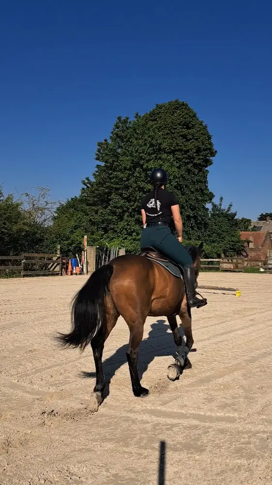 Travail monté au trot en carrière