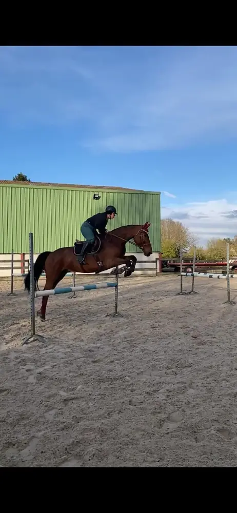 Valorisation d’un cheval sur du CSO