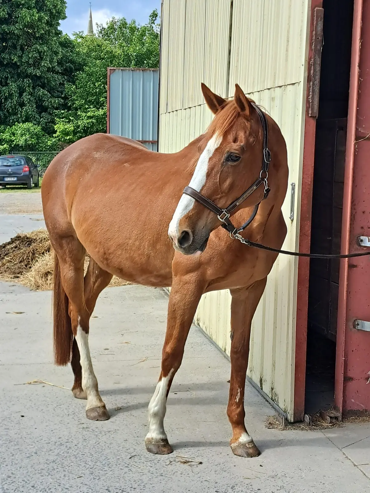Cheval à l’attache prêt pour les soins et le pansage