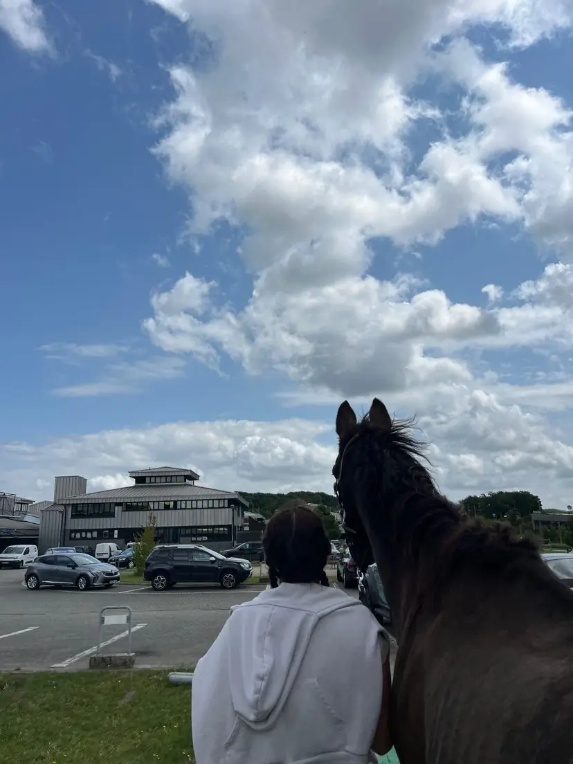 Accompagnement d’un cheval en clinique vétérinaire